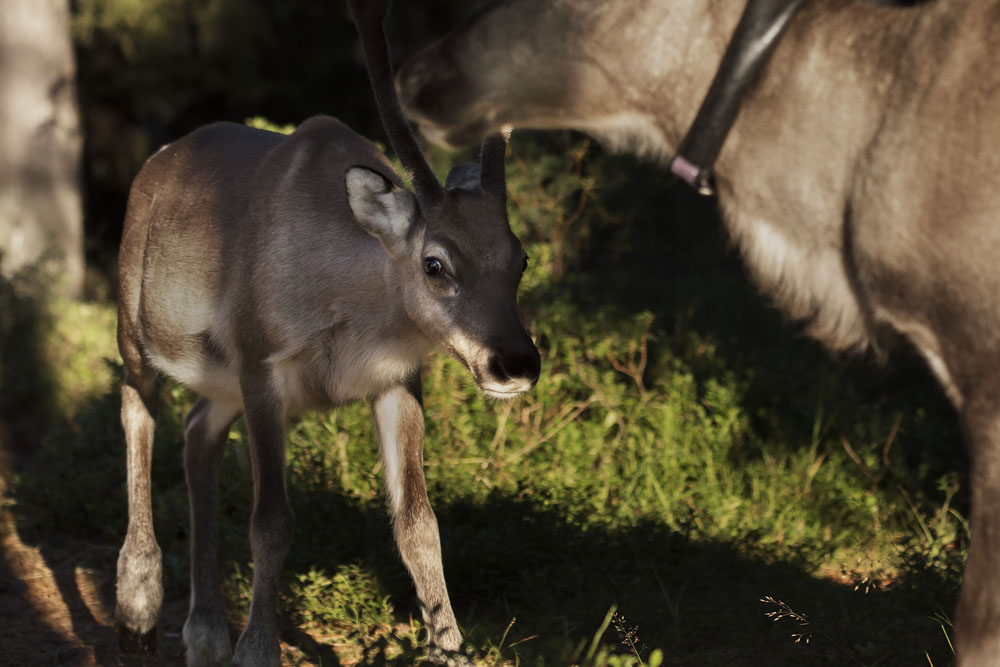 Reindeer