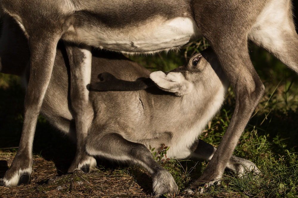 Reindeer