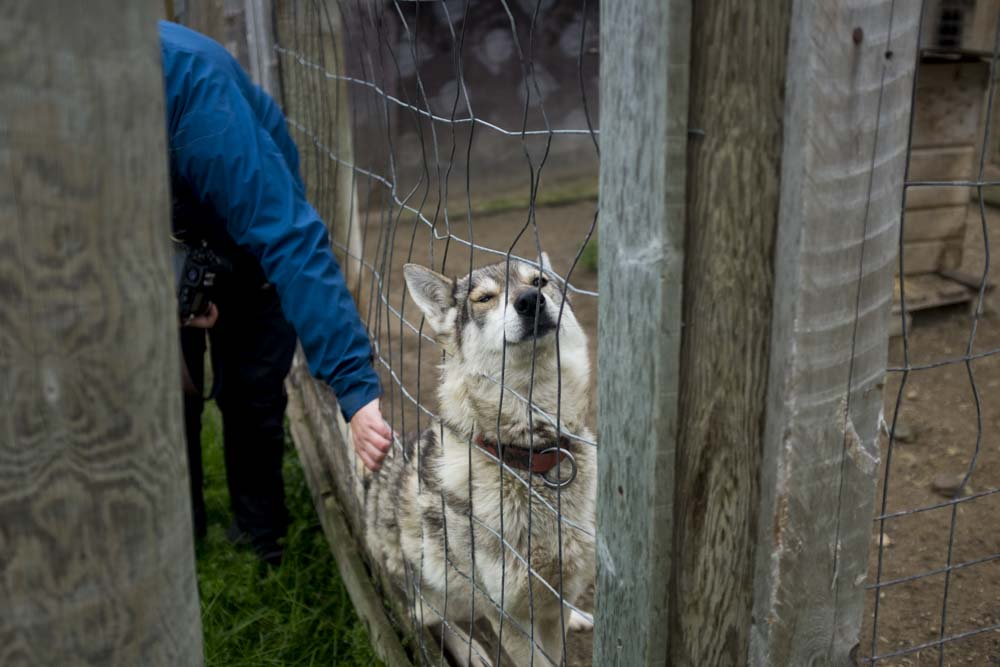 Meeting the huskies