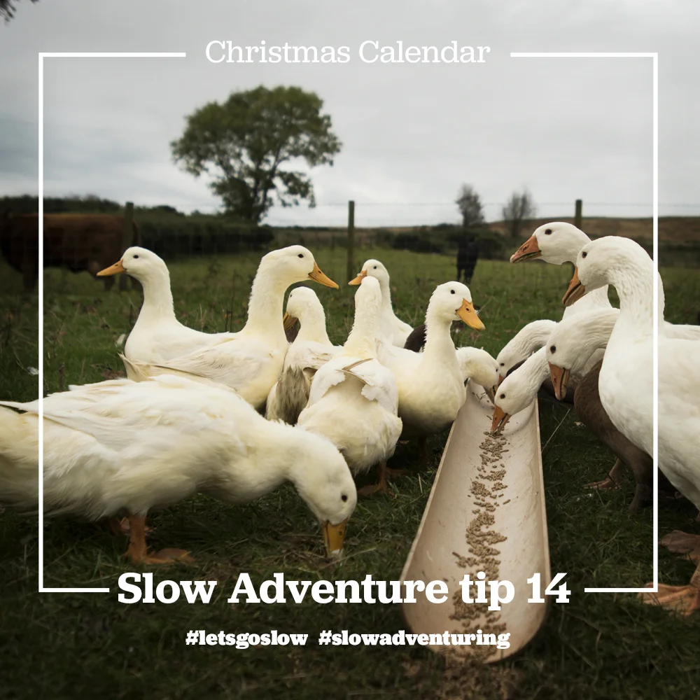 slow-adventure-tip-14-Organic farm north ireland.jpg