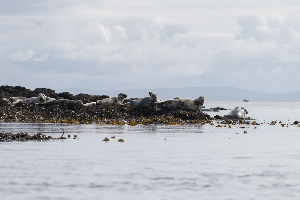 Canna's seal colony