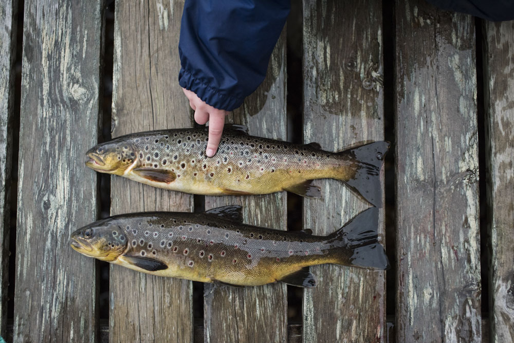 Pick your favourite trout