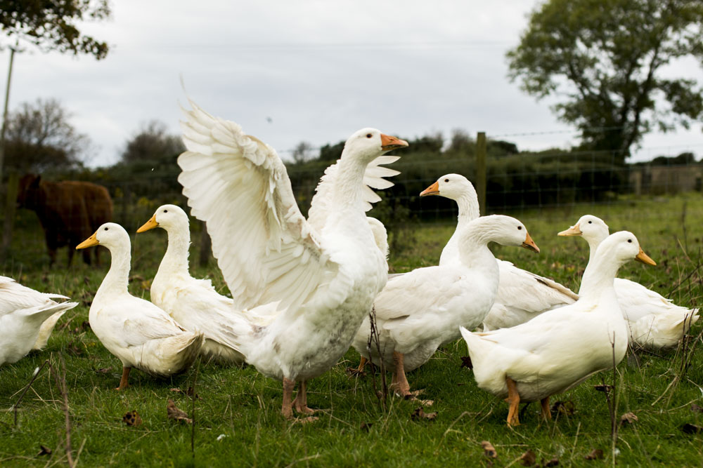 Lets-go-slow-DSC_5785Northern-ireland-Northern-ireland-.JPG