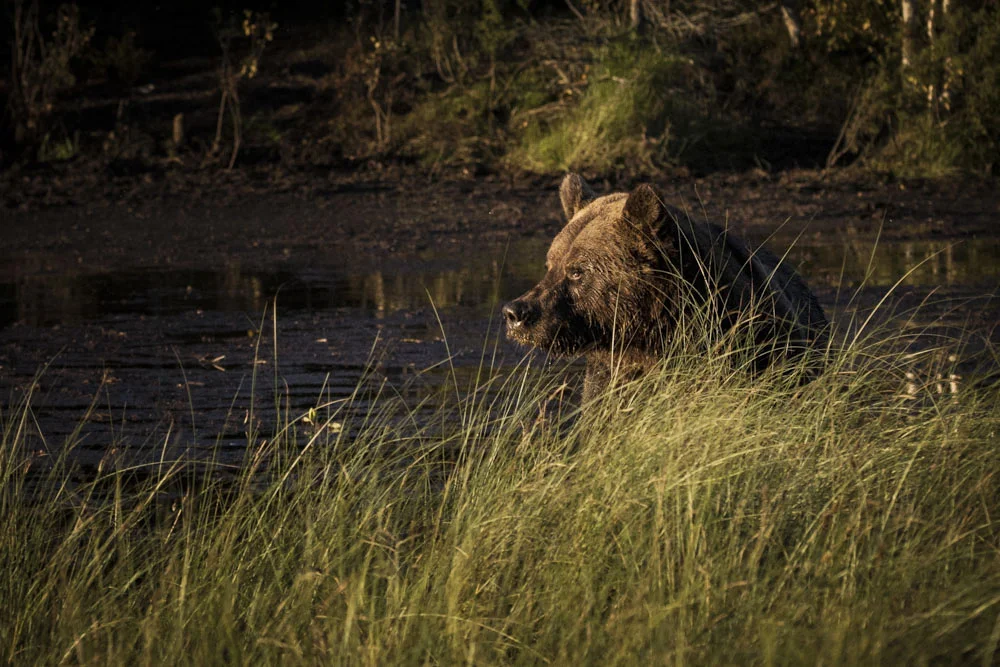 Wild bears and river rhythms