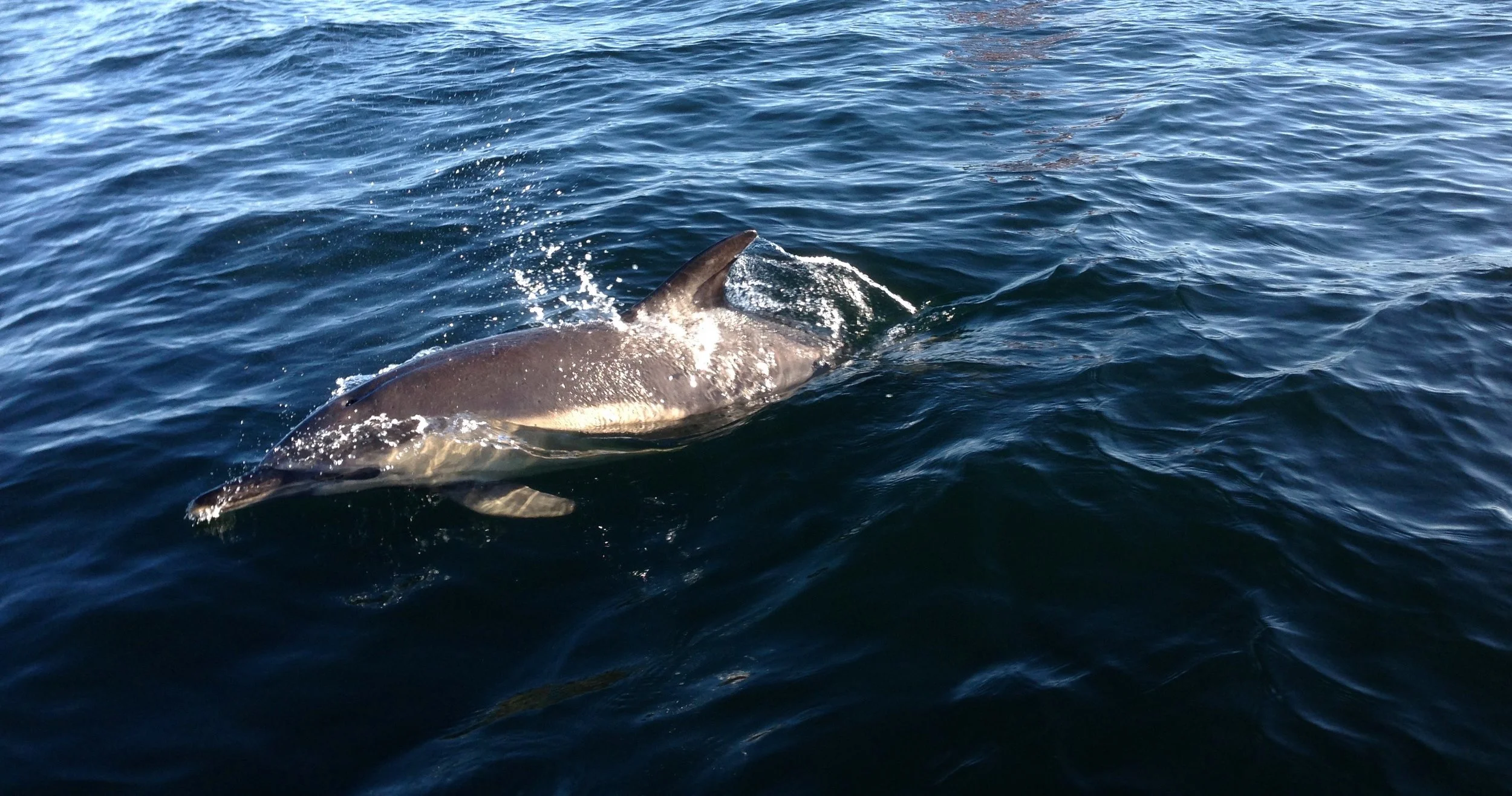 dolphin.jpg