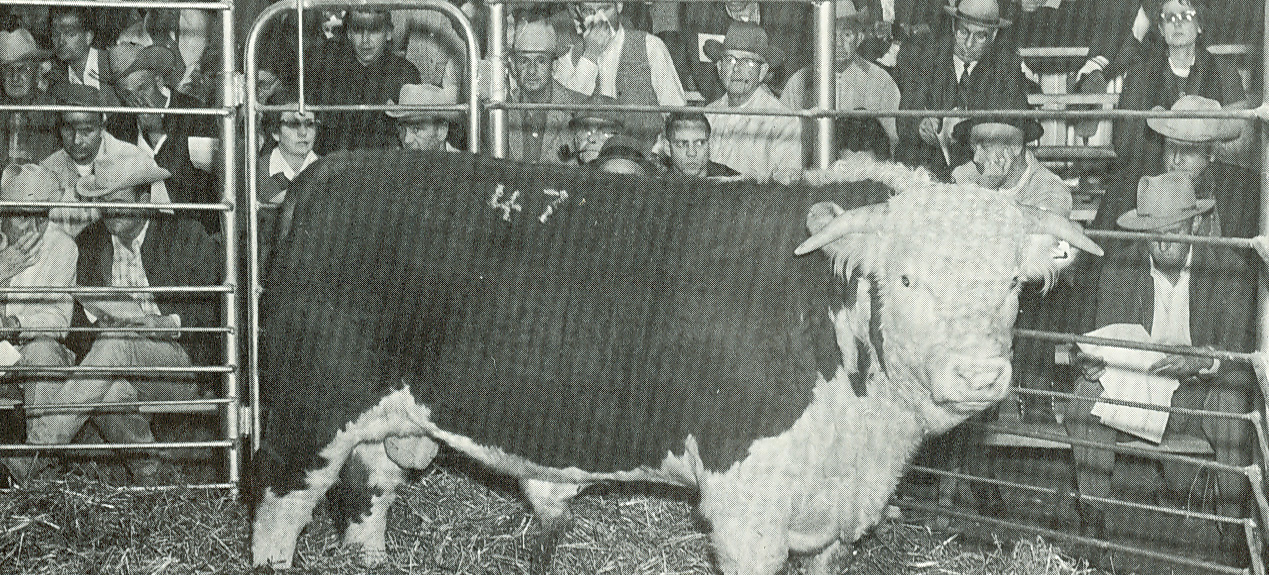 1964 Bull Sale 1964.jpg