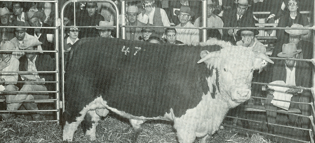 Bull Test Sale 1964