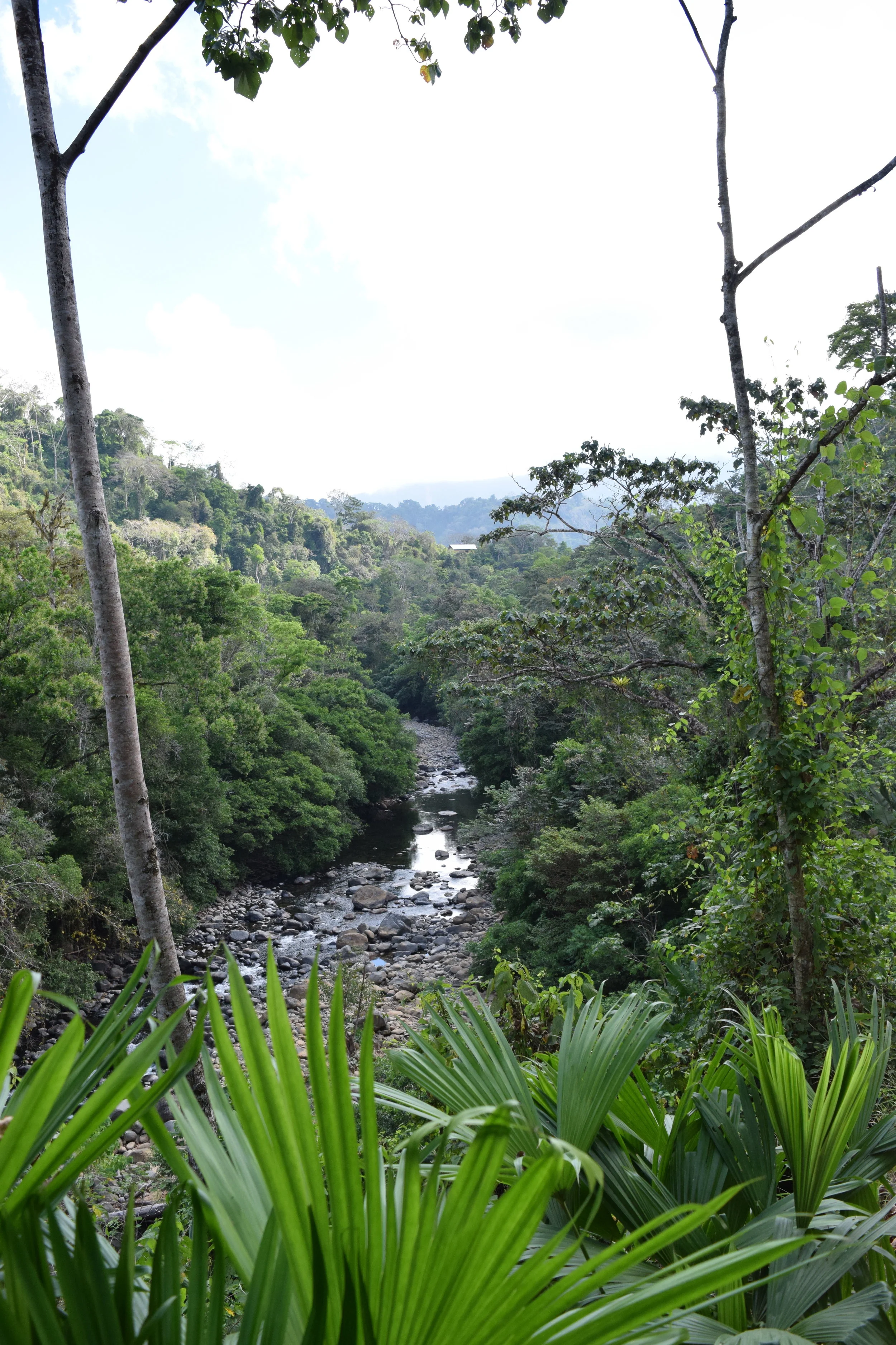  No filter - I love the way the photo starts with the green and fades into the white sky 