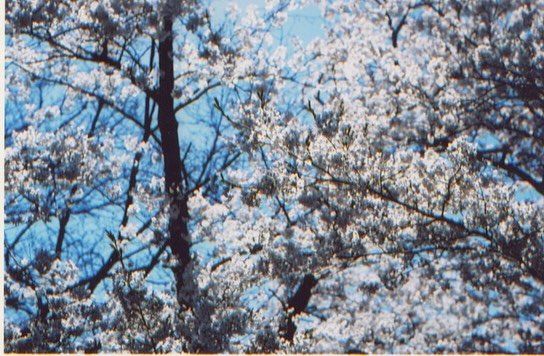 High Park Cherry Blossoms and a print that was inspired by them from Spring 2011. #tbt (I know it&rsquo;s Friday) #highpark #cherryblossom #highparkcherryblossoms #tailor #customtailor #prints 

2nd photo by @mckjames