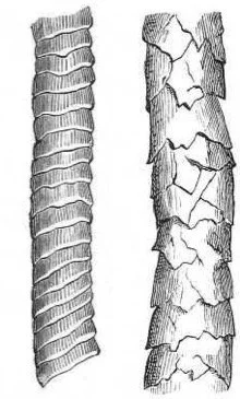 Fine and Coarse Wool Scales