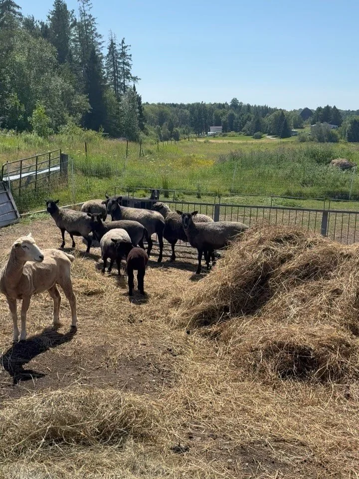 Happy sheep, happy wool&hellip; something very exciting in the works

#torontobespoke #ontariowool #growninontario #sheep🐑 #lanolin