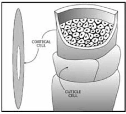 Hollow Core of Some Wool Fibres Called Medulla