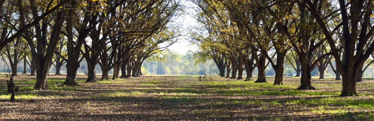 cropped-orchardslide.jpg