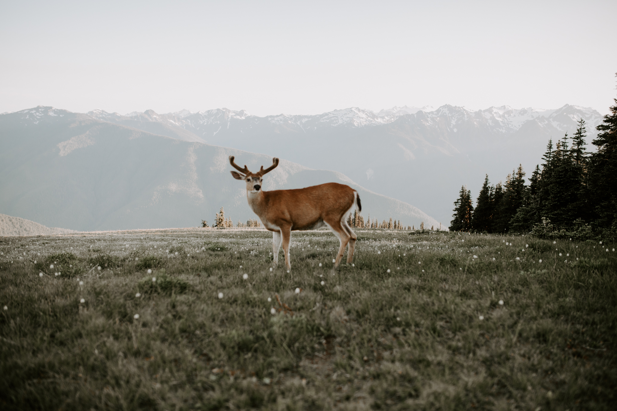 Hurricane Ridge Blog (11 of 41).jpg