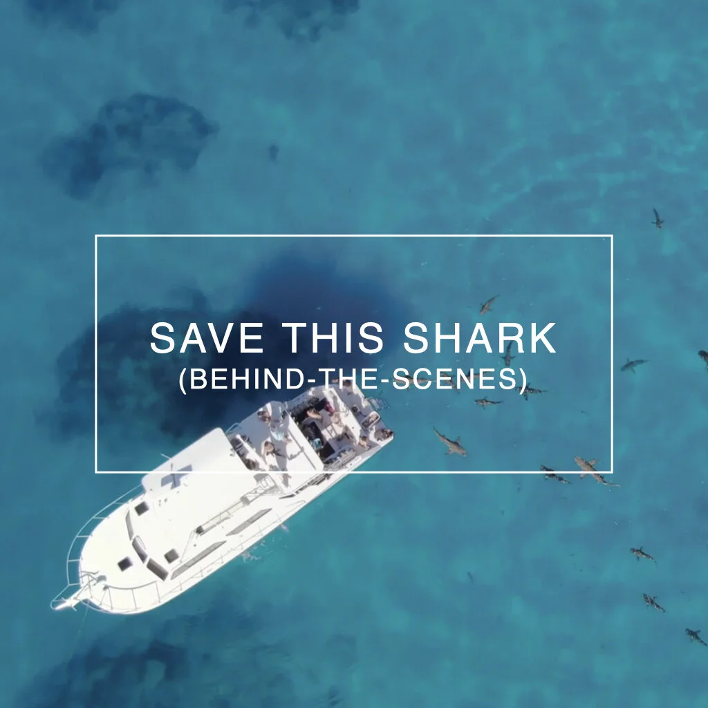 SAVE THIS SHARK