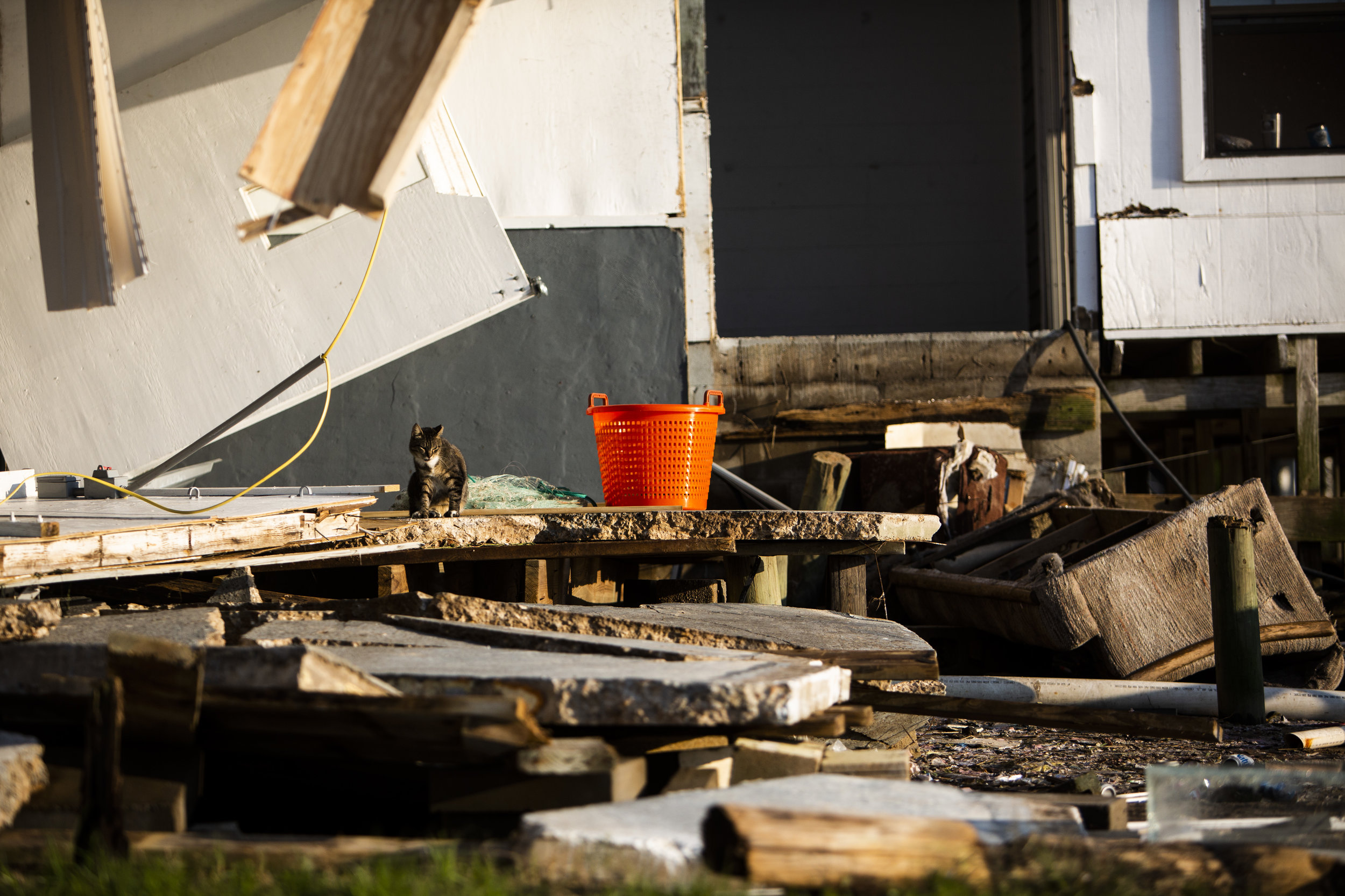A cat sits on a pile of wreckage in Spring Creek on October 11, 2018. Hurricane Michael demolished the old fishing house when it hit on October 10, 2018.