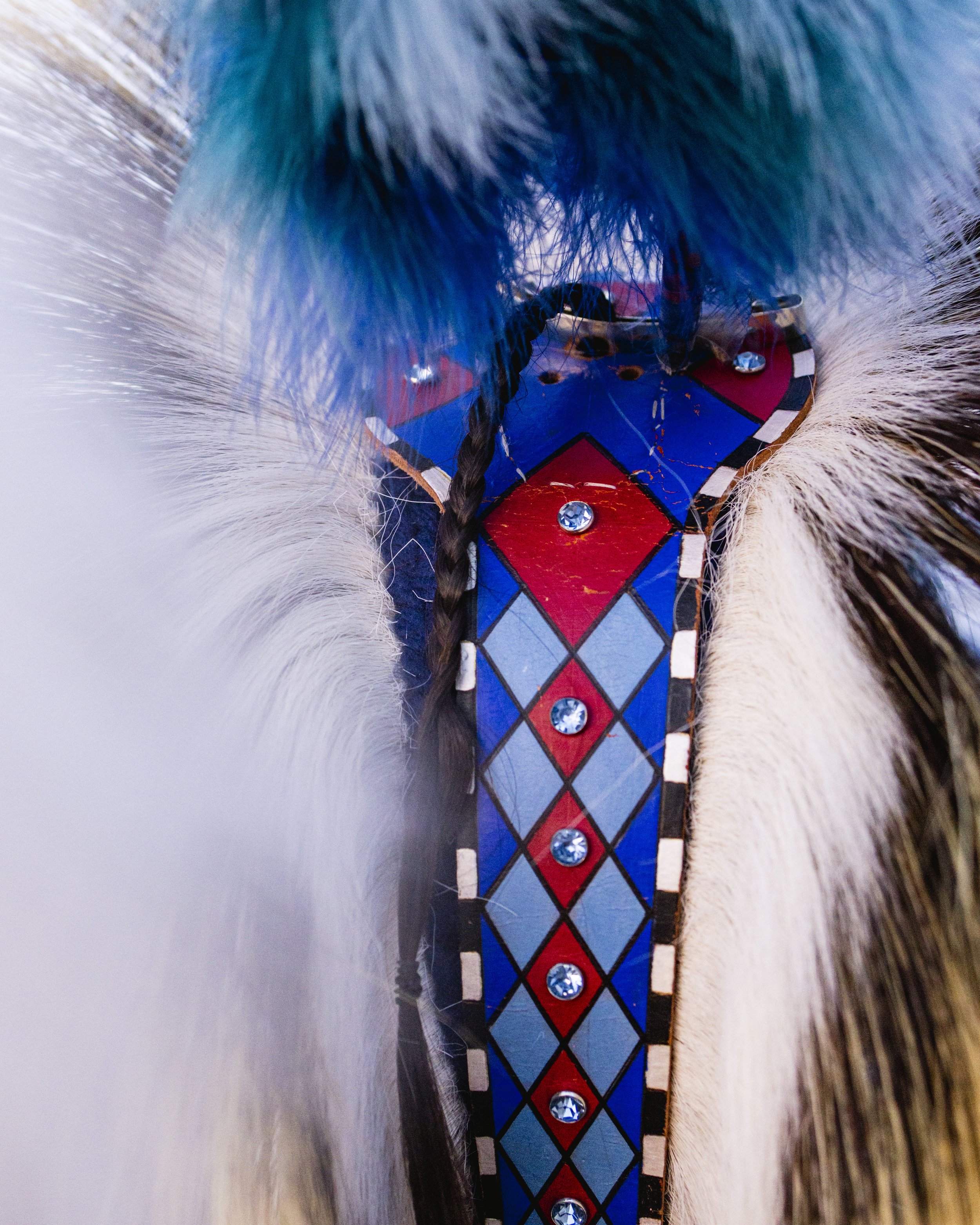   Chicken dancers wear a roach, a headdress made from porcupine hair that has two curled pheasant tail feathers with colored plumes on its end.  