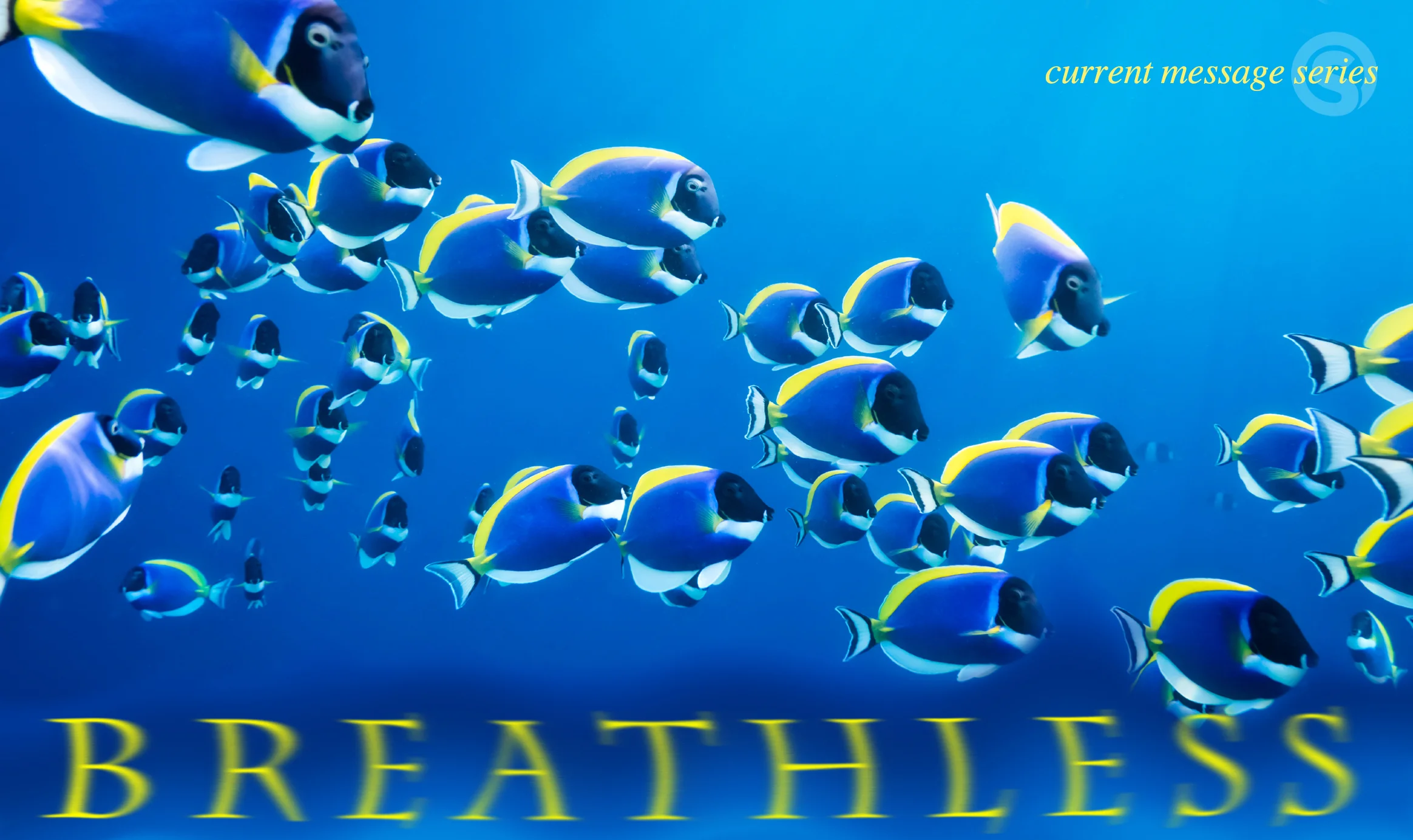 Surge Breathless.jpg