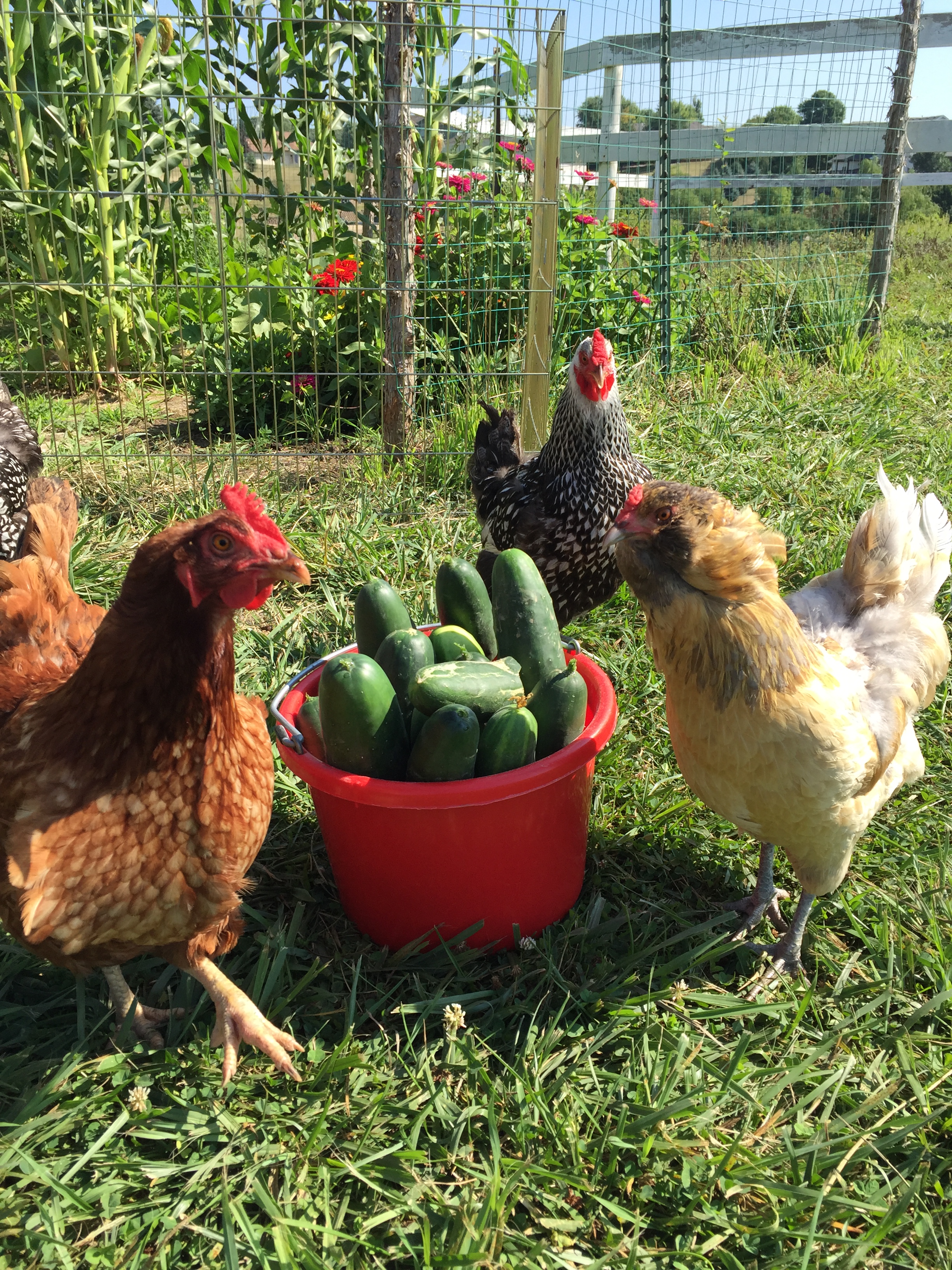 Chickens and Cucumbers.jpg