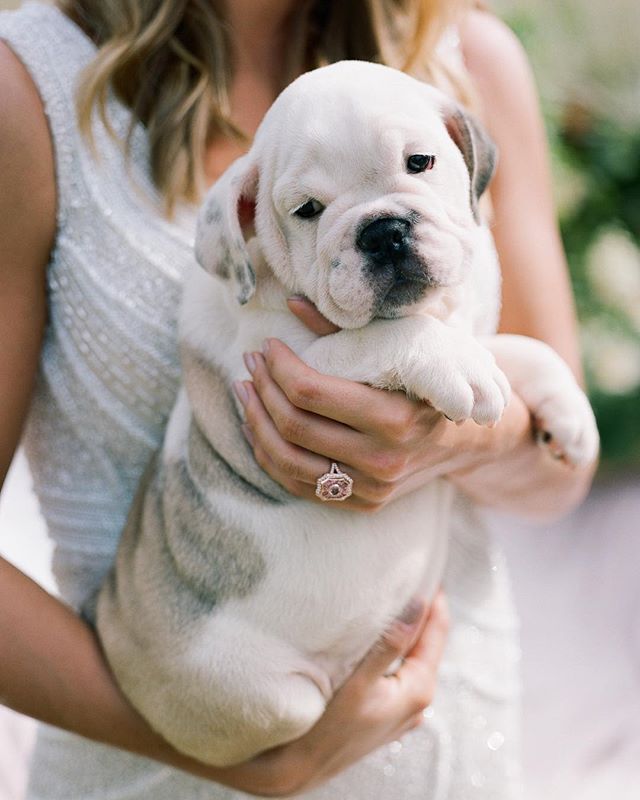 Missing our &lt;&lt; photogenic snuggly lil ham &gt;&gt; from our bulldog photo shoot!🐾
📷: @andrearodway

#bulldog #photoshoot #wedding #kettermansjewelers #sugarplumbulldogs