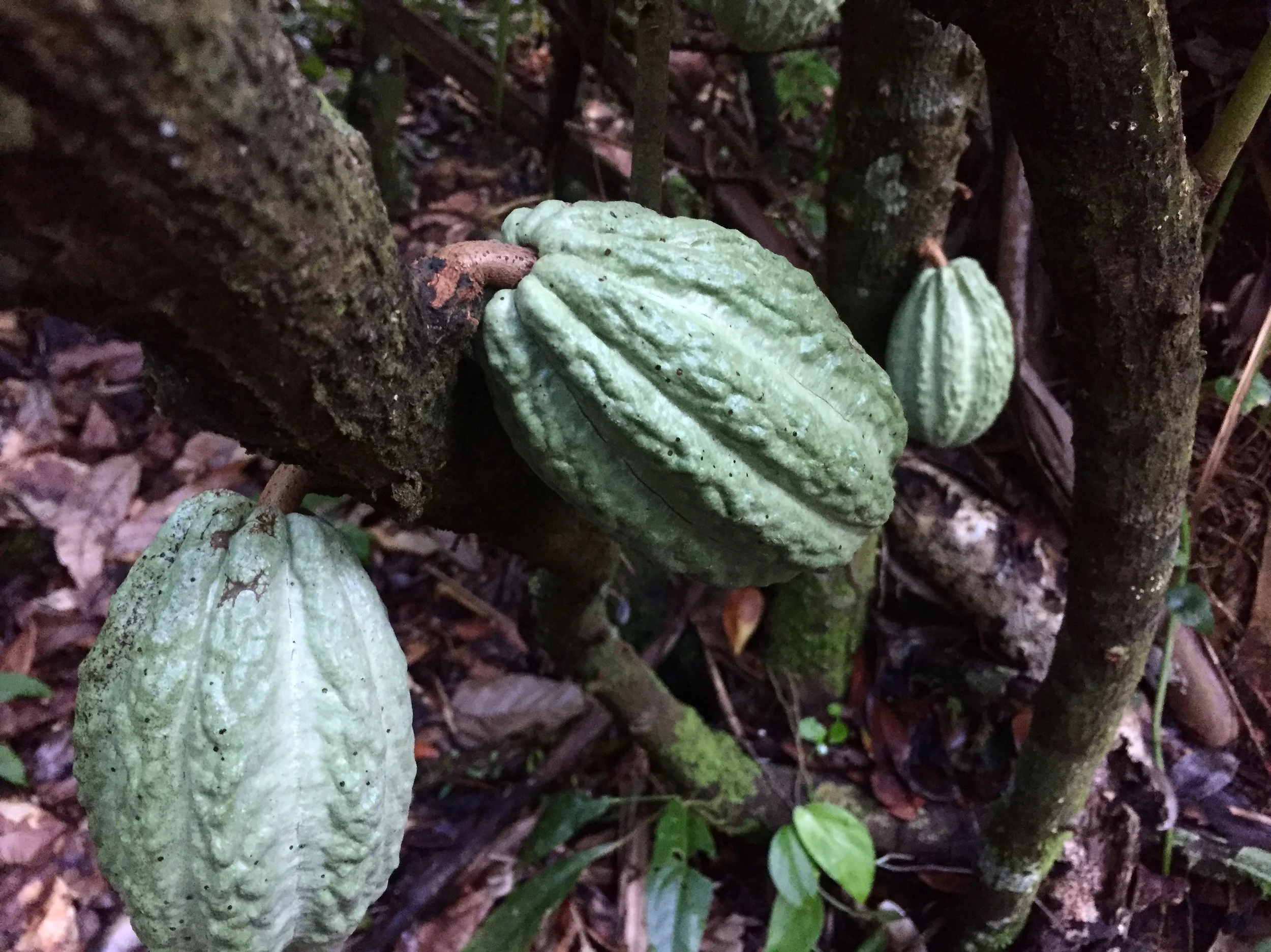 Cacao Medicine for the Heart