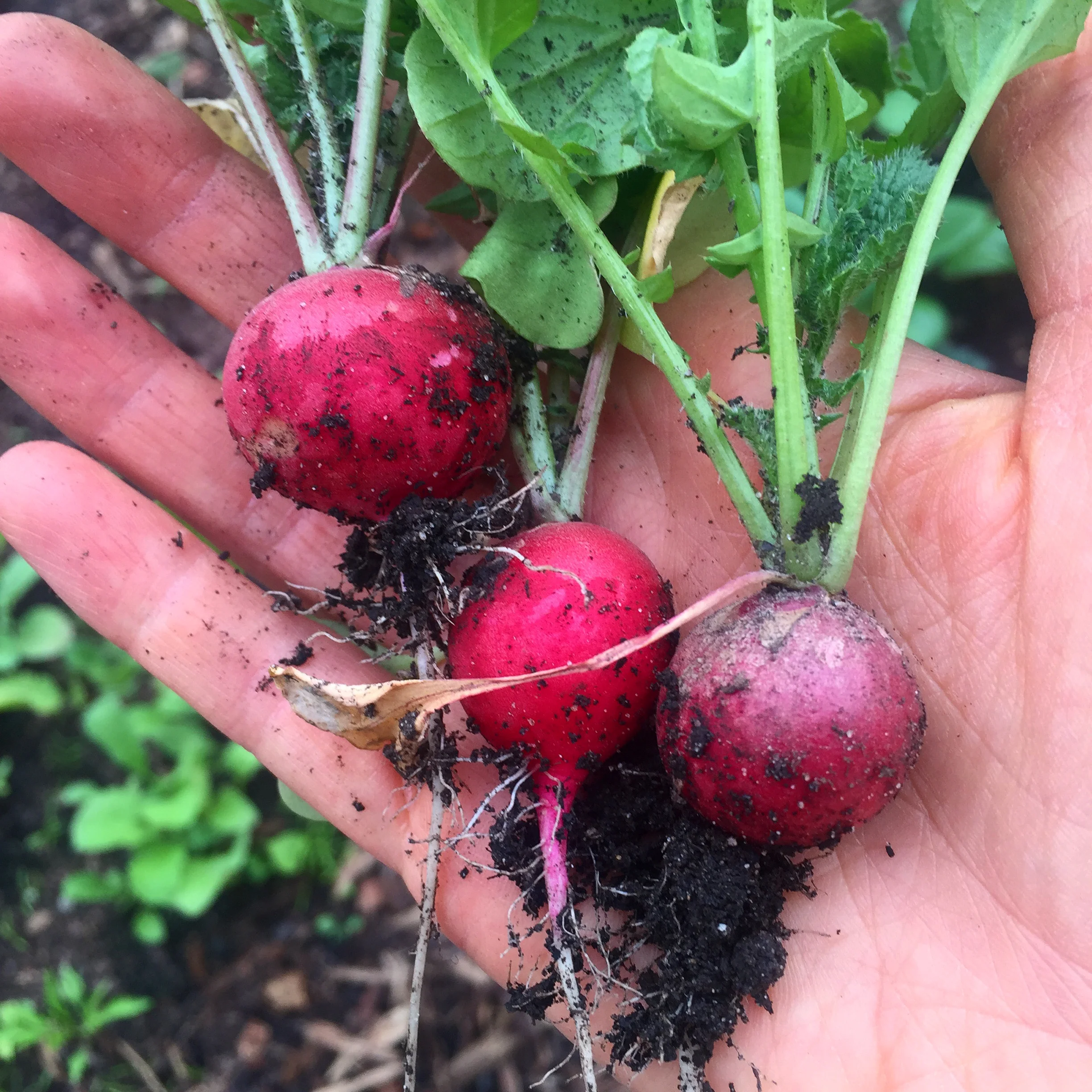 First Vegetable Harvested From My Garden Each Spring