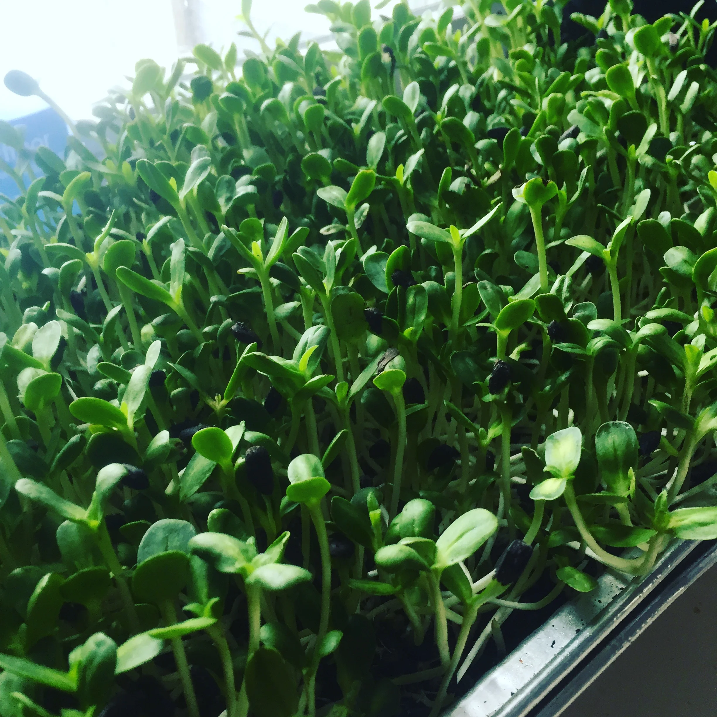 Sunflower Microgreens grown
