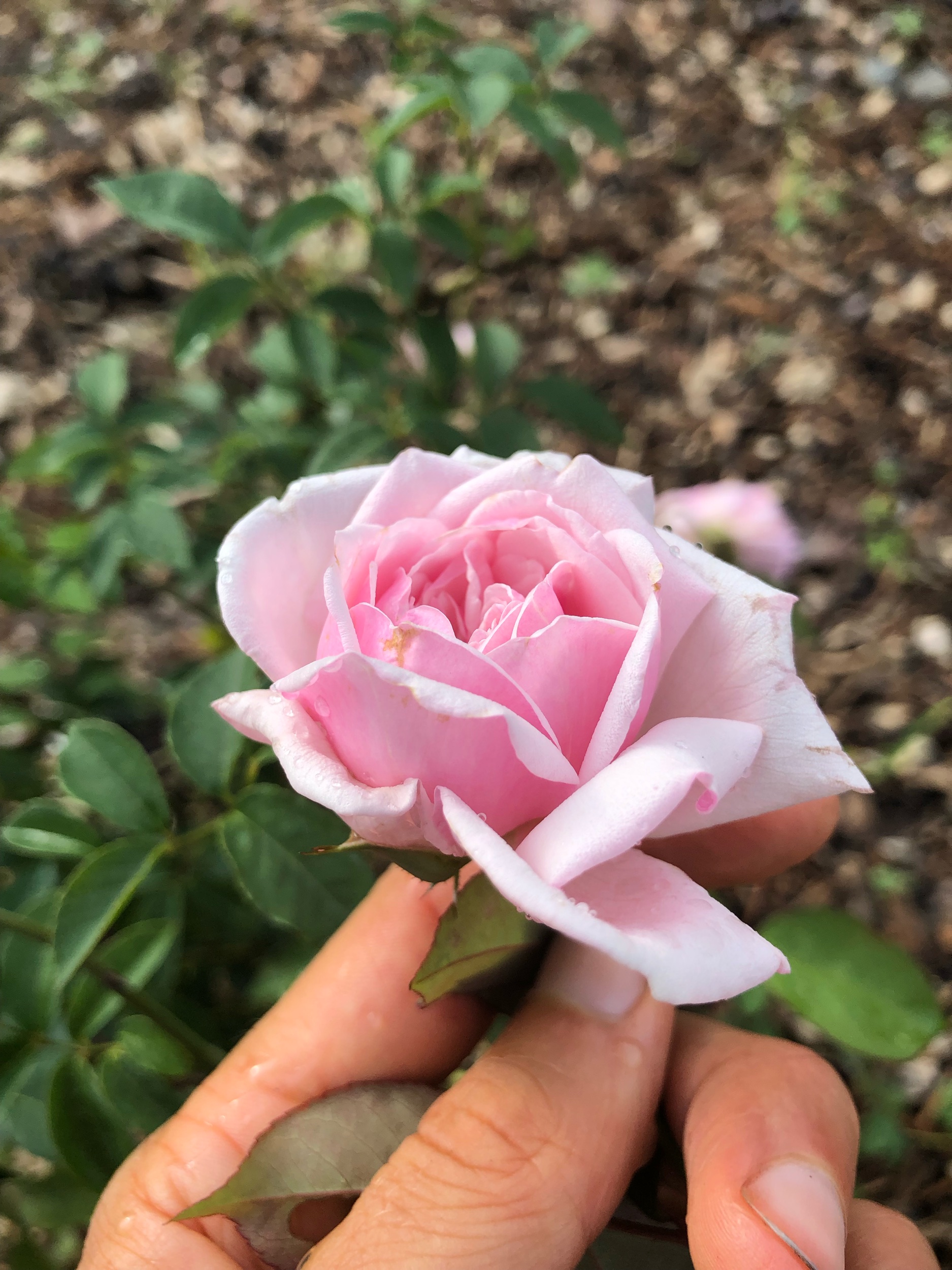See your divine uniqueness reflected in nature. No rose is identical , the petals shape and color are all influenced by the environment they grow, and the tending and care they receive.