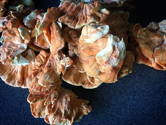 First day back in the Minnesota forest 2020 and stumbled upon these beautiful chicken of the woods 🙏🏼🍄 Feels good to be playing with them again.
.
.
#chickenofthewoods #forage #mushrooms #fungi #nourish #play #expand #