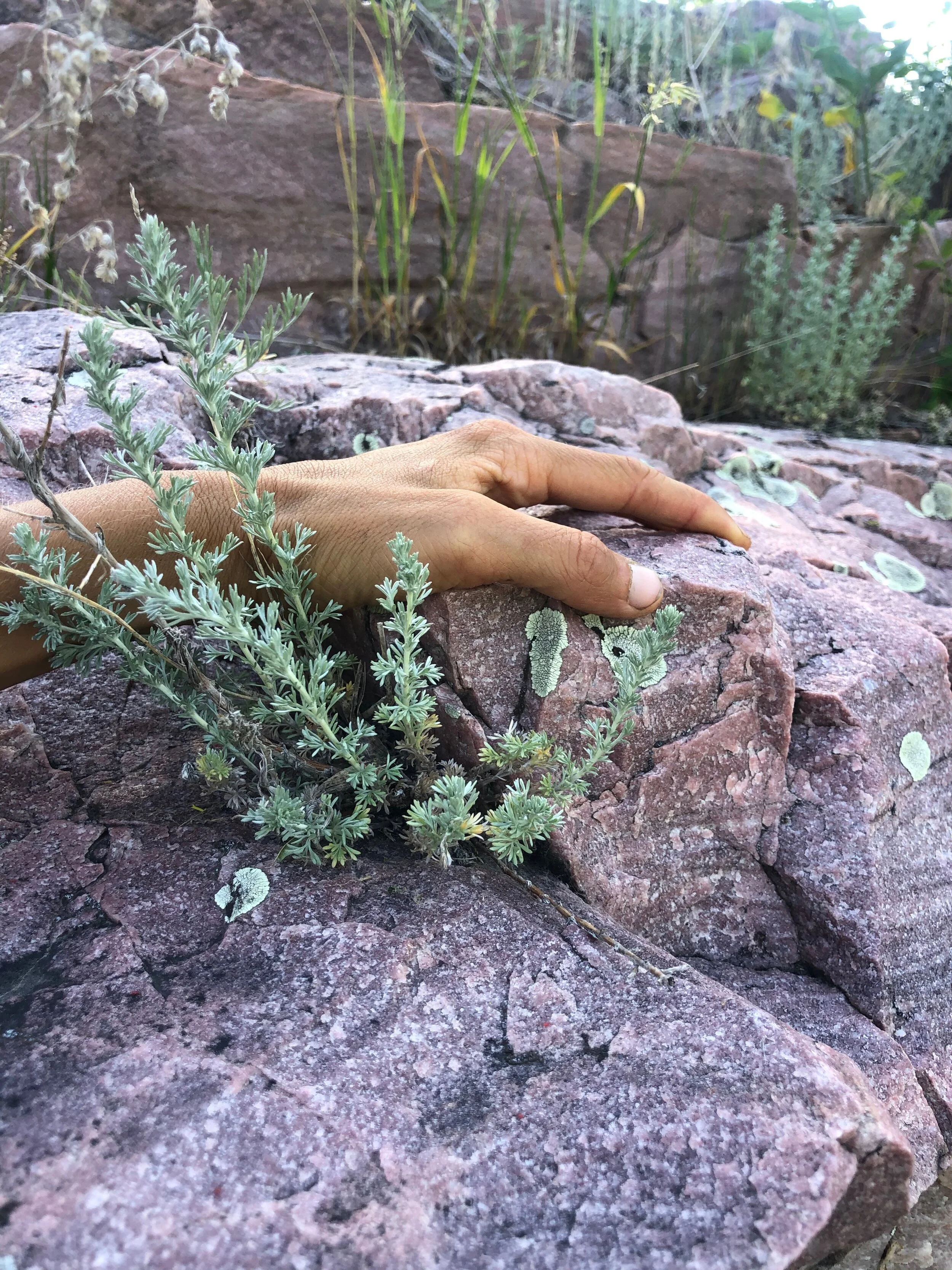 Reframing "Pathology" for Regenerative Wellness