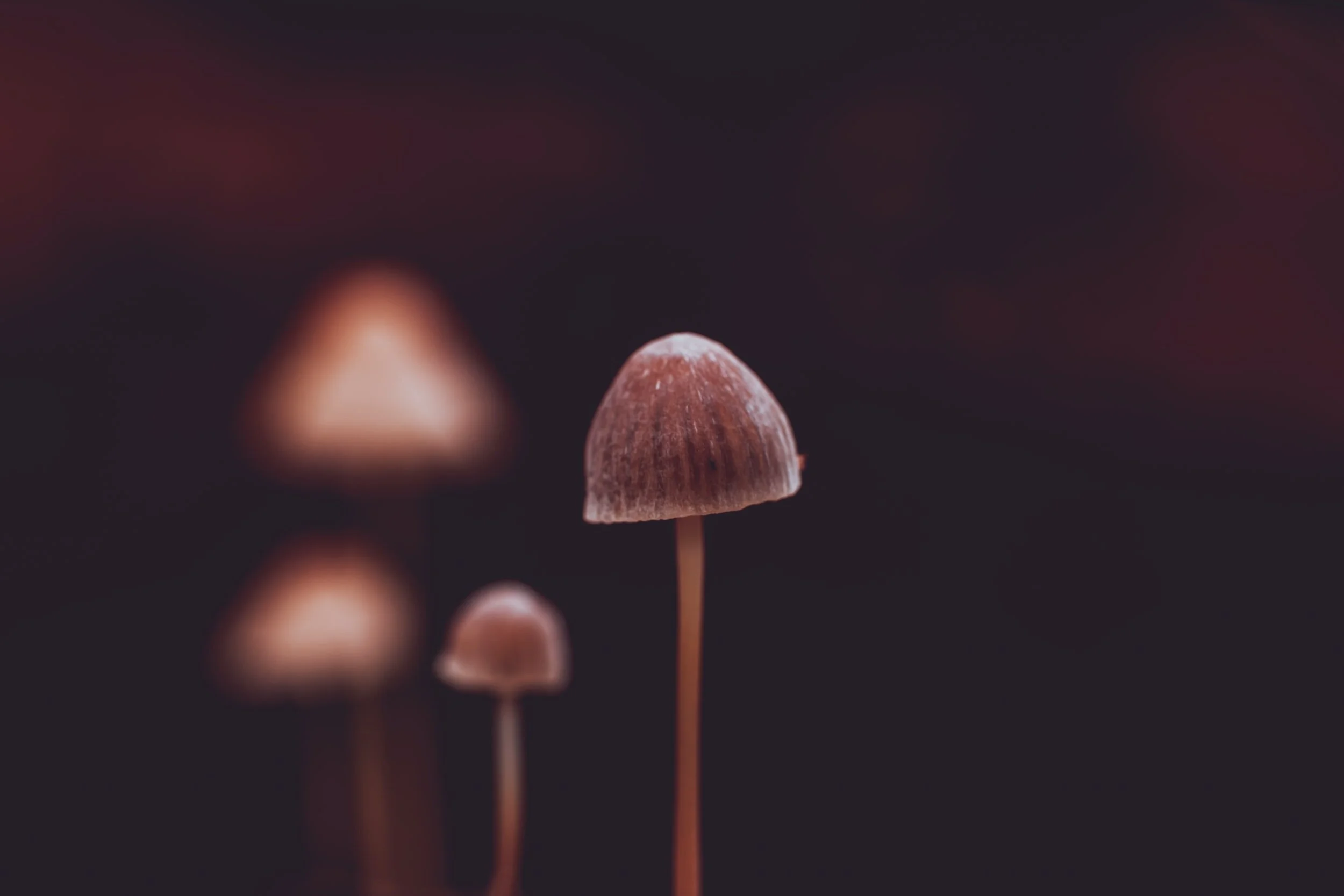 The Need for Integration in Psychedelic Experiences