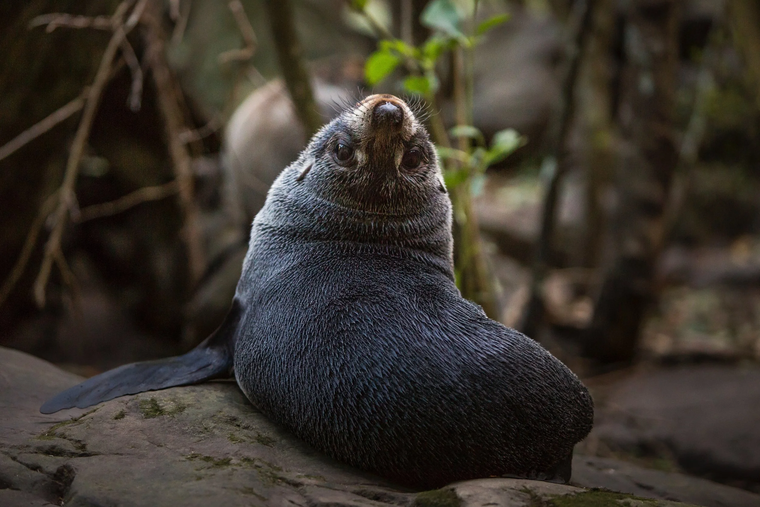 seal!.jpg