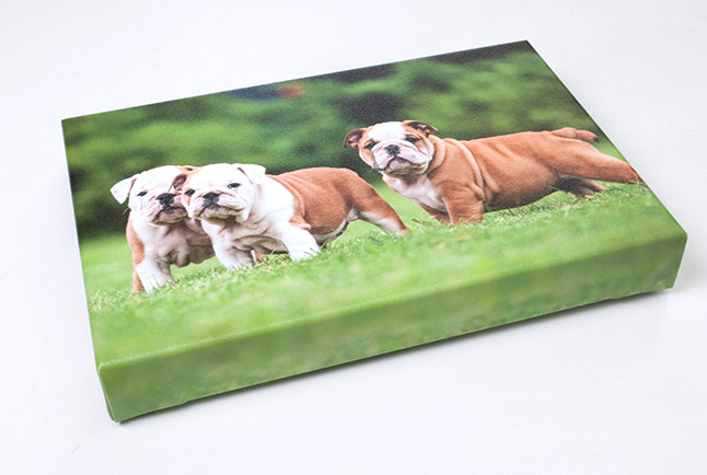 Canvas Print of Puppies.jpg