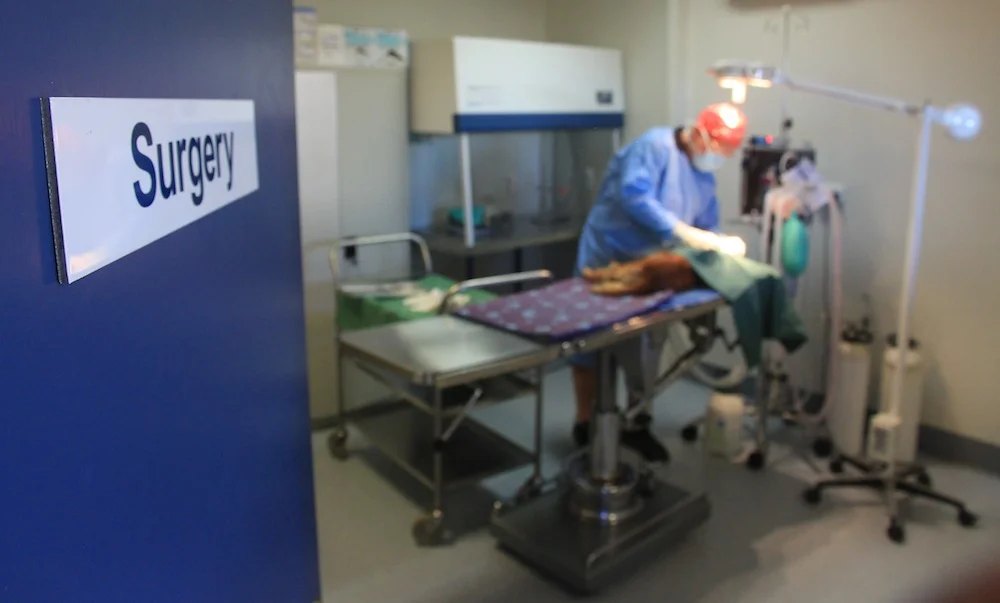 Licensed veterinary hospital
