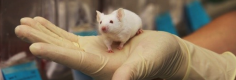 EL - mouse.png
