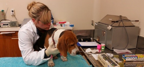 EL - beagle.png