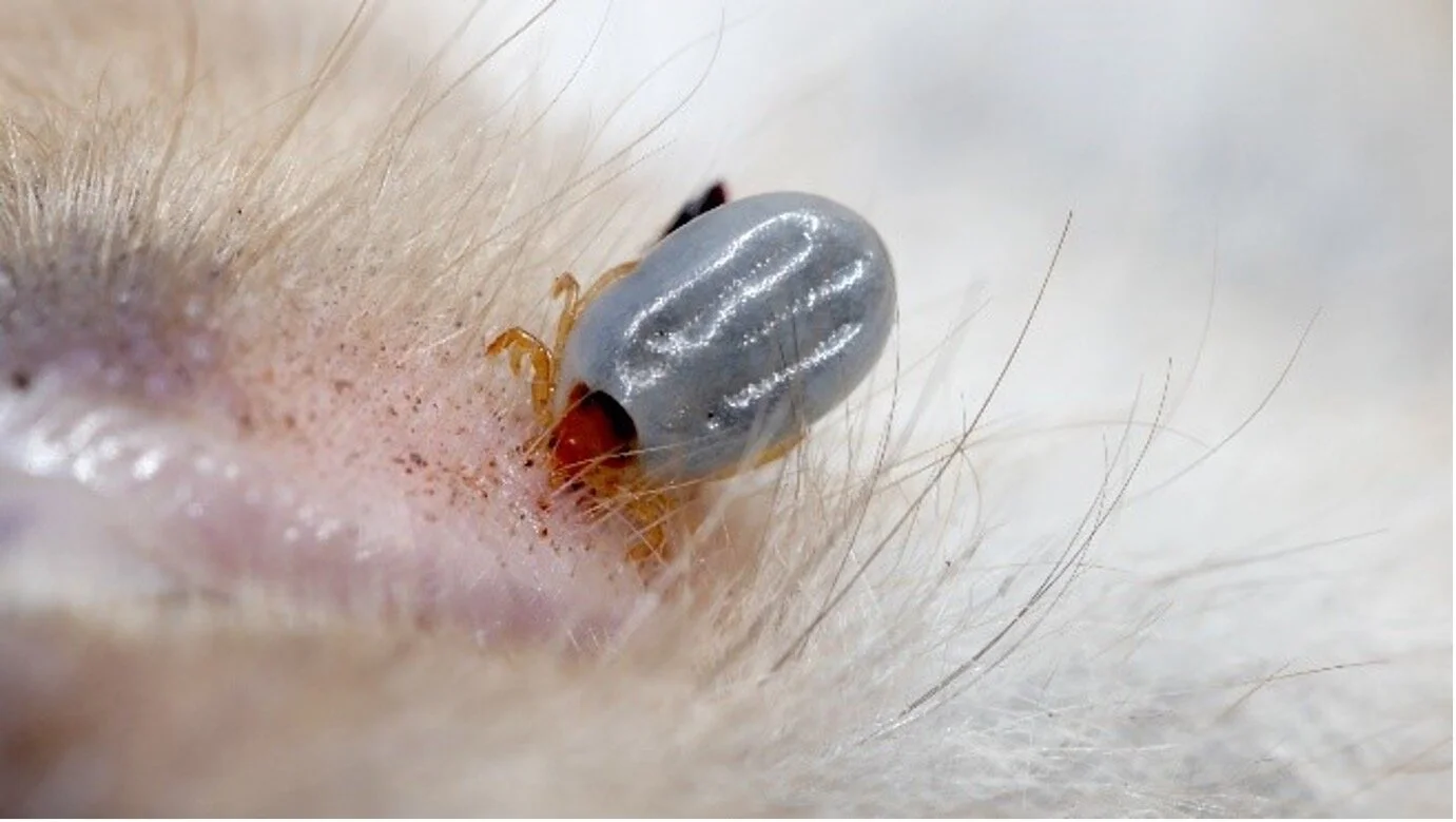 Parasite season is just around the corner – time to book your studies! 
