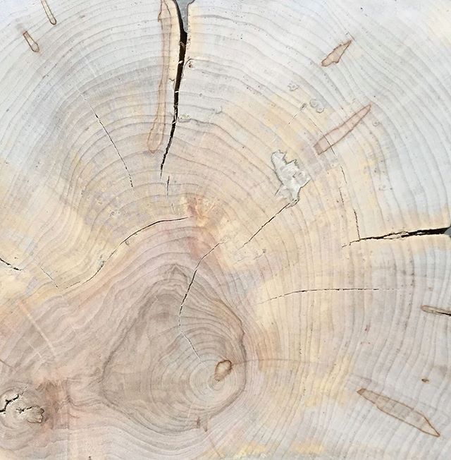 Dendrochronology: the science or technique of dating events, environmental change, and archaeological artifacts by using the characteristic patterns of annual growth rings in timber and tree trunks. // Raw maple ready for finishing...