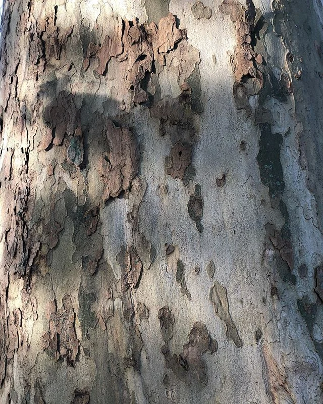 &ldquo;Sycamore trees have a long history in folklore dating back to Egyptian times where the Holy Sycamore is said to connect the worlds between the dead and the living. This great tree stands at the eastern gate of heaven which releases the sun to 