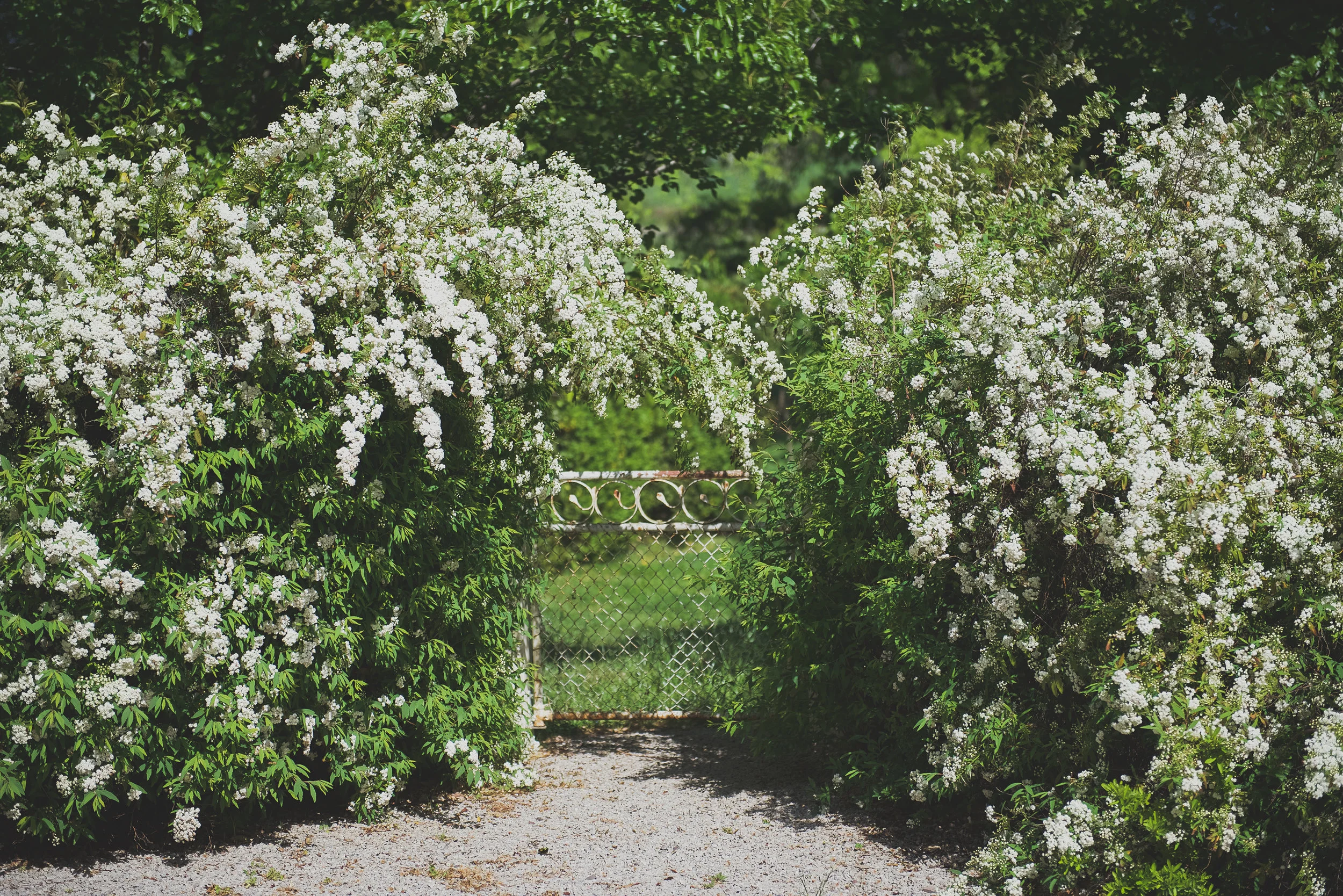 leads towards a century old elm tree