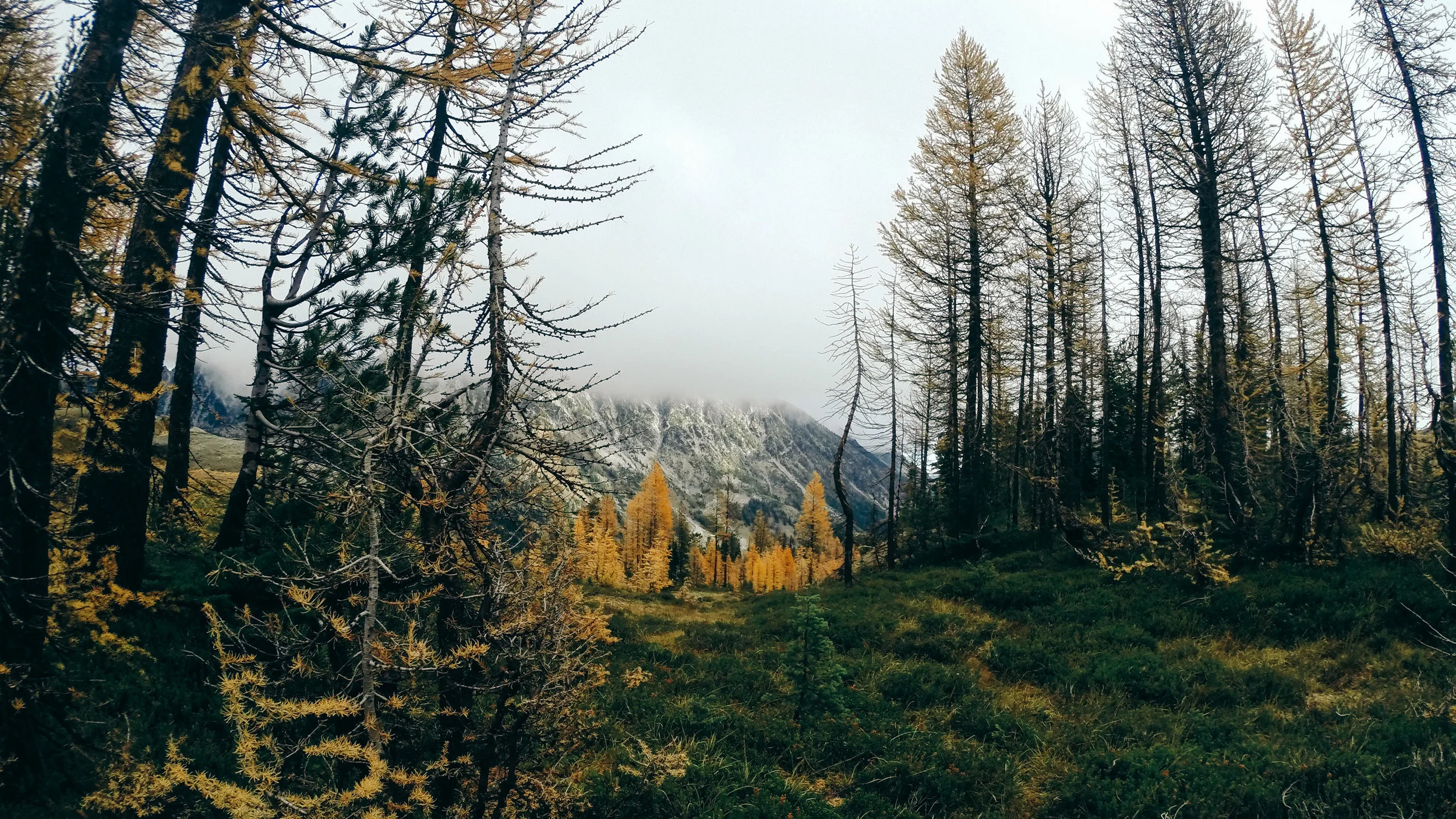 LarchMarch-7.jpg