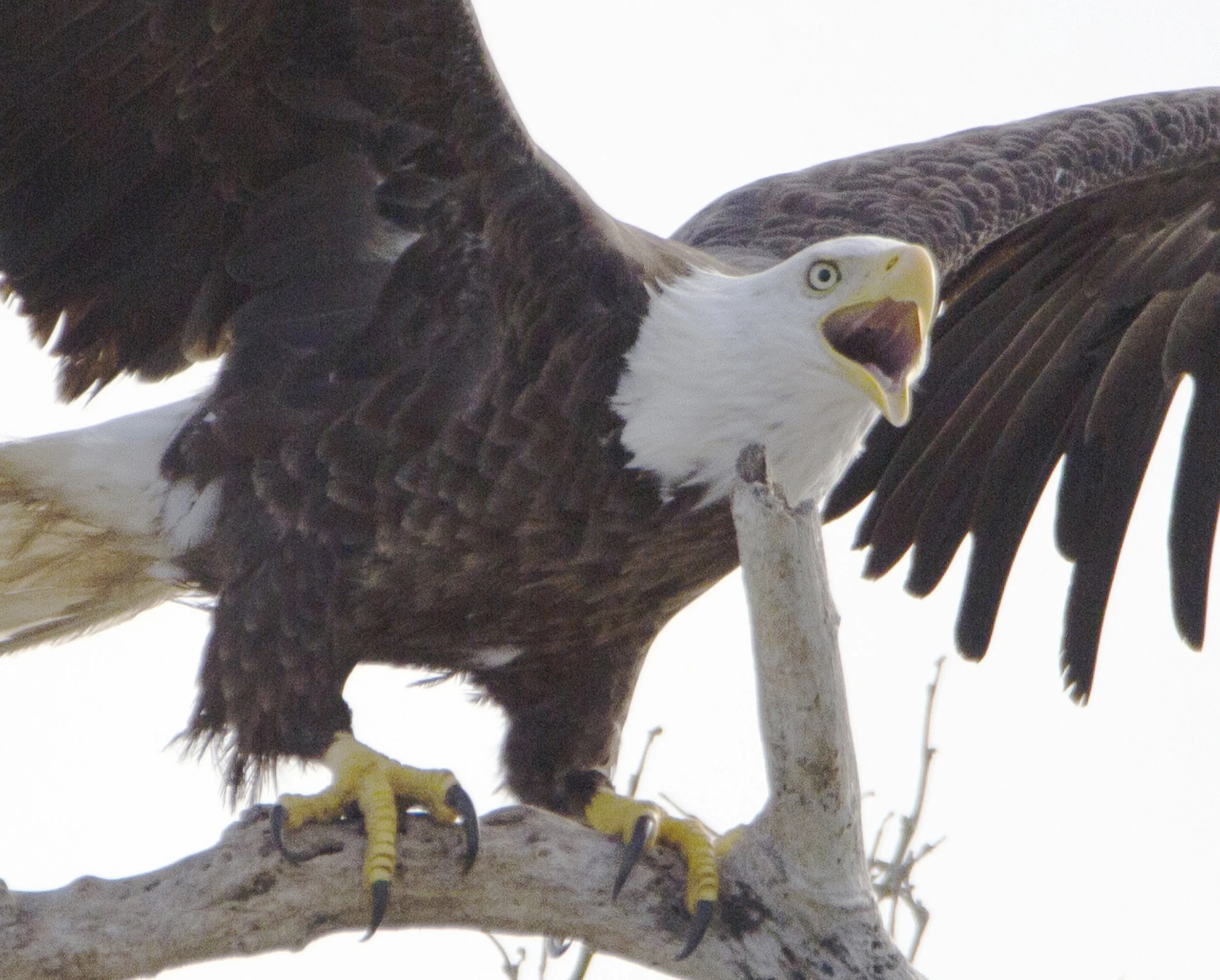 Untitled-1_0007_Eagle 1.jpg