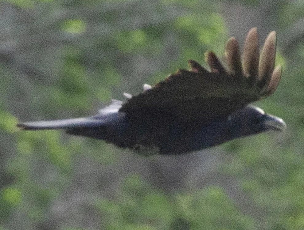 IMG_8920.jpg