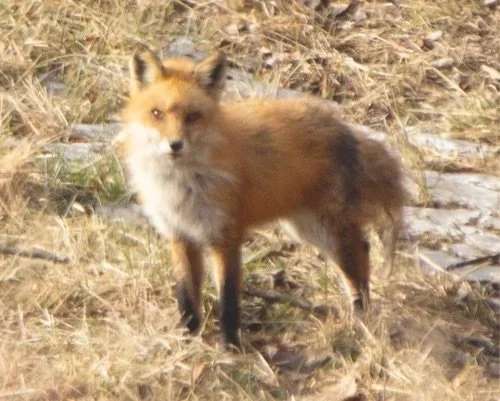 Fox.jpg