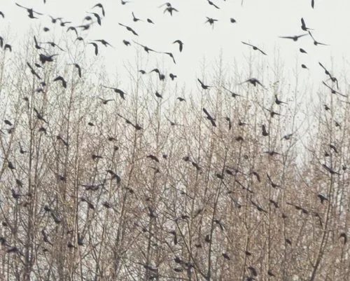 Starlings.jpg