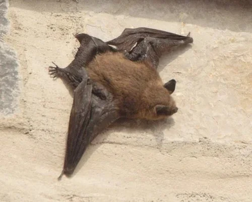 Bat.jpg