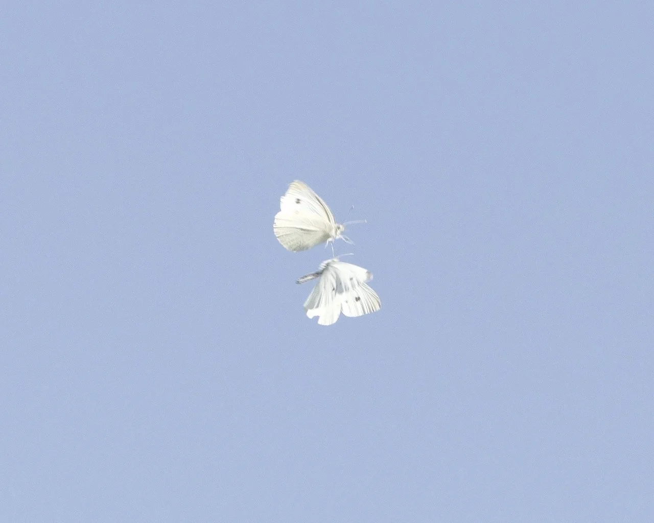 Butterflies Large.jpeg