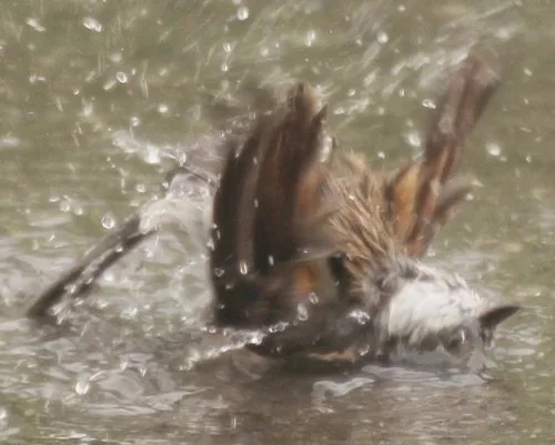 Chipping+Sparrow.jpg-2.jpeg