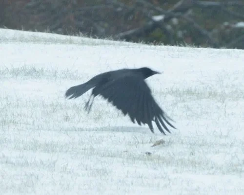 Crow+1.jpg