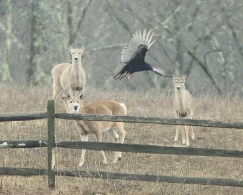 Deer+++Vulture+Wide.jpg